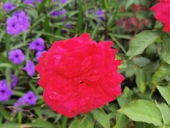 -亚龙湾国际玫瑰谷