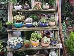 -桂林市花鸟市场