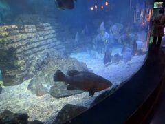 -烟台海昌鲸鲨海洋公园