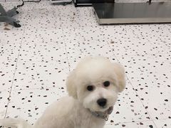 -BABIT巴比特宠物(MOMOPARK店)