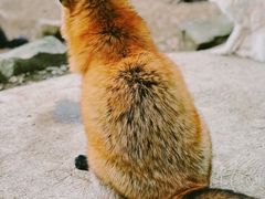 -宫城藏王狐狸村