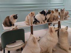 -安格丽娜·狗咖·猫咖羊驼咖(春熙路百盛商场店)