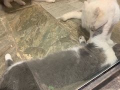 -猫咪博物馆(顶澳仔猫街店)