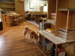 -柴务处·柴犬主题狗咖