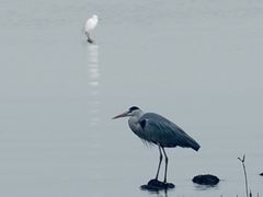 -深圳湾公园(南山区)