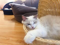 -momokira米努特·德文卷毛猫·棉花面纱犬