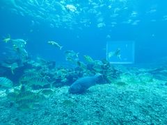 -海棠湾洲际-涛·海底餐厅·美人鱼·自助餐·海底隧道