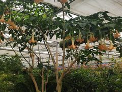 -南宫五洲植物乐园