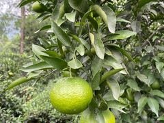 -樱桃山旅游景区