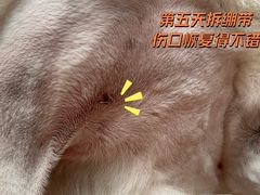 -立德动物医院·重症转诊·24H夜诊·CT·心脏彩超(顺德中心分院)
