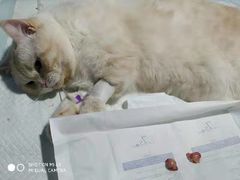 -高德24h动物医院