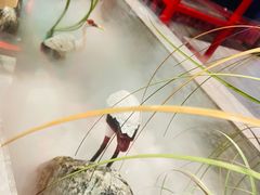 -禧鳳記·猪肚鸡火锅(玖洲道店)