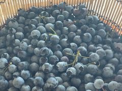 -金谷域澳洲庄园