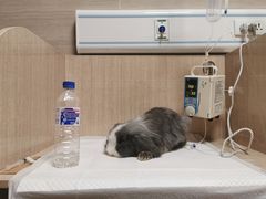 -北京观赏动物医院·24小时大型综合·猫专科·异宠专科