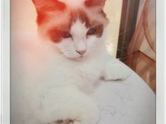 -糯米喵星人·撸猫猫舍咖啡馆(西市场嘉华店)