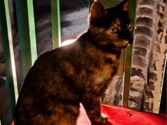 -EATALIA意塔利意式餐厅(鼓楼店)