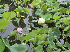 -朝阳公园游乐园