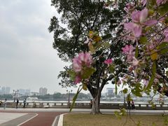 -洲头咀公园