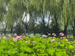 -东升八家郊野公园