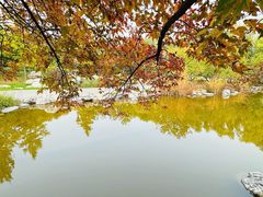 -大望京公园