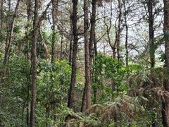 -铁山坪森林公园