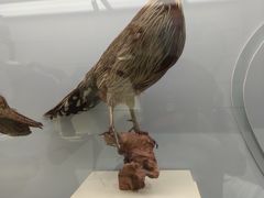 -大连自然博物馆·地球展厅