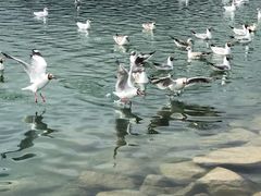 -青海湖国家重点风景名胜区