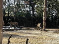 -上海野生动物园老虎餐厅