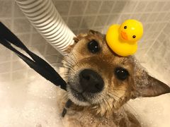 -PETKIT 小佩宠物·低压洗护·美容·寄养(安远店)