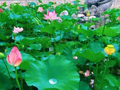 -天目湖涵田半山温泉