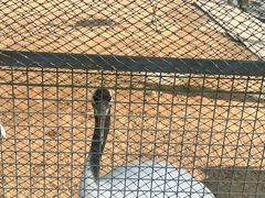 -盐城丹顶鹤湿地生态旅游区