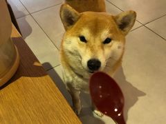 -柴务处·柴犬主题狗咖