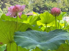 -金鸡湖桃花岛