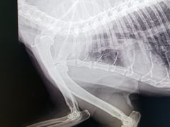 -爱妮康宠物医院·干细胞免疫细胞·肿瘤·心脏(张江店)