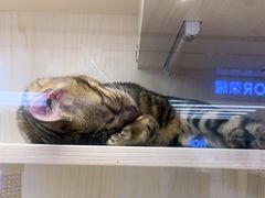 -爪爪喵星球·猫舍(前海卓越店)