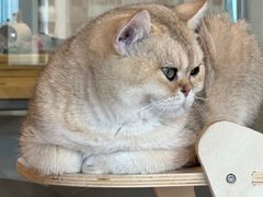 -有喵·猫咖·狗咖·30几只猫10只小狗(岗厦店)