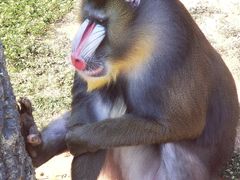 -大连森林动物园