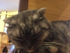 -more than meow吴止猫主题餐厅(承德 中船汇店)