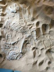 -恐龙探索乐园(磁器口店)