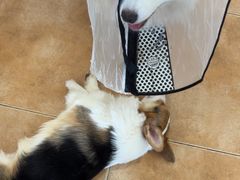 -Let's go狗咖·猫咖·奶狗·桌游(春熙路IFS店)