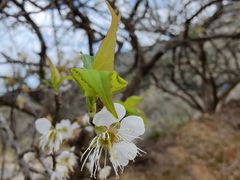 -广州市流溪河国家森林公园