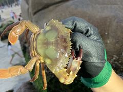 -玫瑰海岸文化旅游度假区