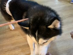 -Husky Go! 哈士奇体验馆·宠物咖啡厅狗咖