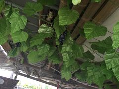 -马陆小张葡萄园农家乐