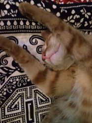 iphone_upload_pic-汉刺青TATTOO STUDIO