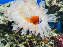 -御唐府海珊瑚主题餐厅