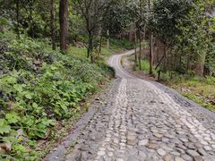 -上海佘山国家森林公园西佘山园