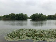 -新江湾城公园