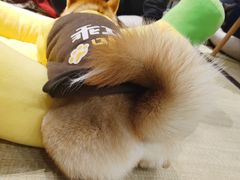 -逗柴咖啡屋·狗咖猫咖宠物桌游