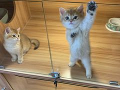 -猫十亿·布偶金渐层·曼基康矮脚猫舍(青年路店)